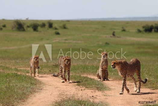 Picture of family of cheetahs